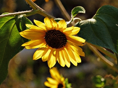 Nature plant leaf desert Photo