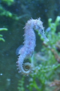 海 水 水中 生物学 写真