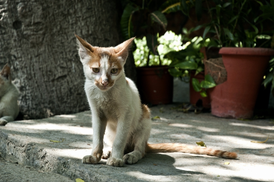 Beyaz güneş ışığı kedi yavrusu