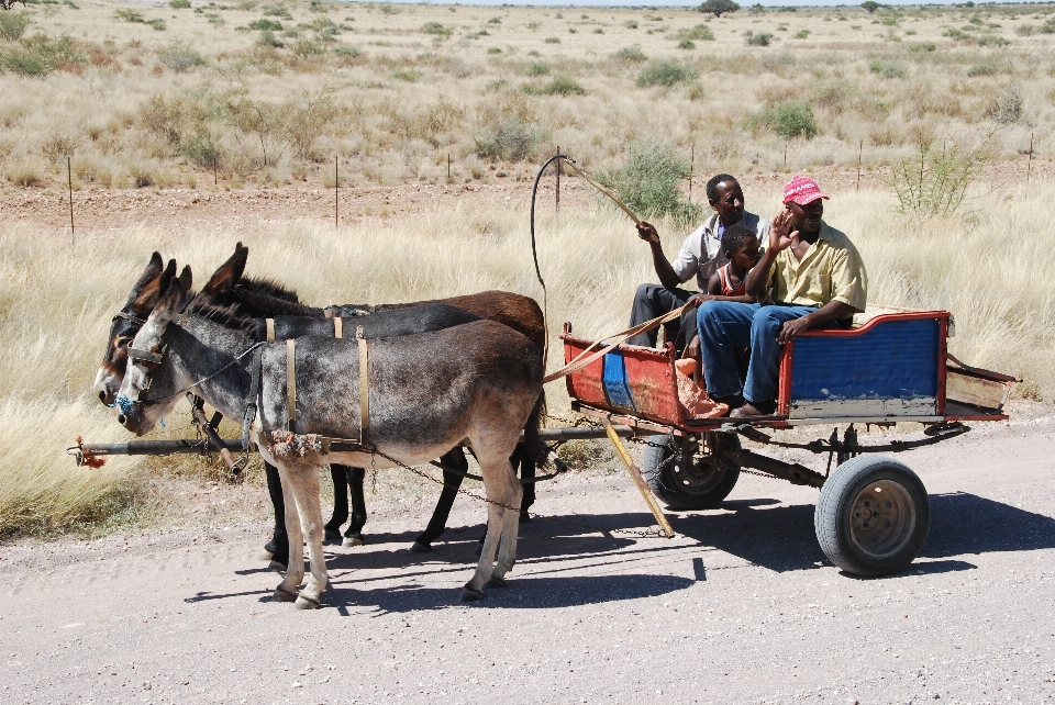 Cart rural vehicle horse