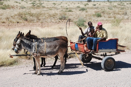 Cart rural vehicle horse Photo