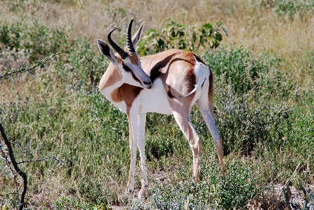 Foto Animal fauna silvestre África mamífero