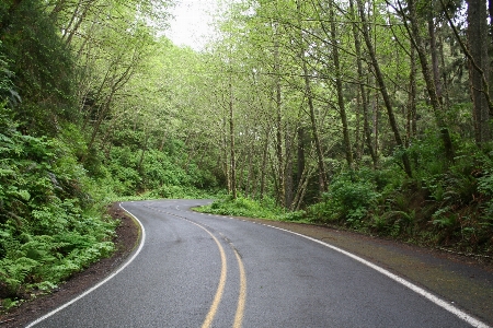 Tree nature forest path Photo