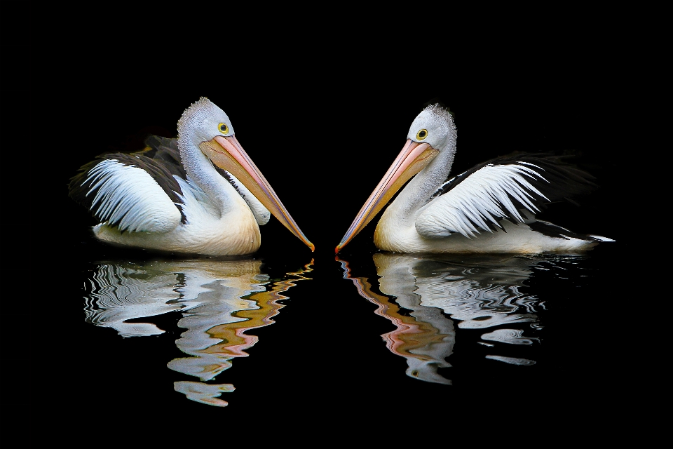 Naturaleza pájaro ala pelícano