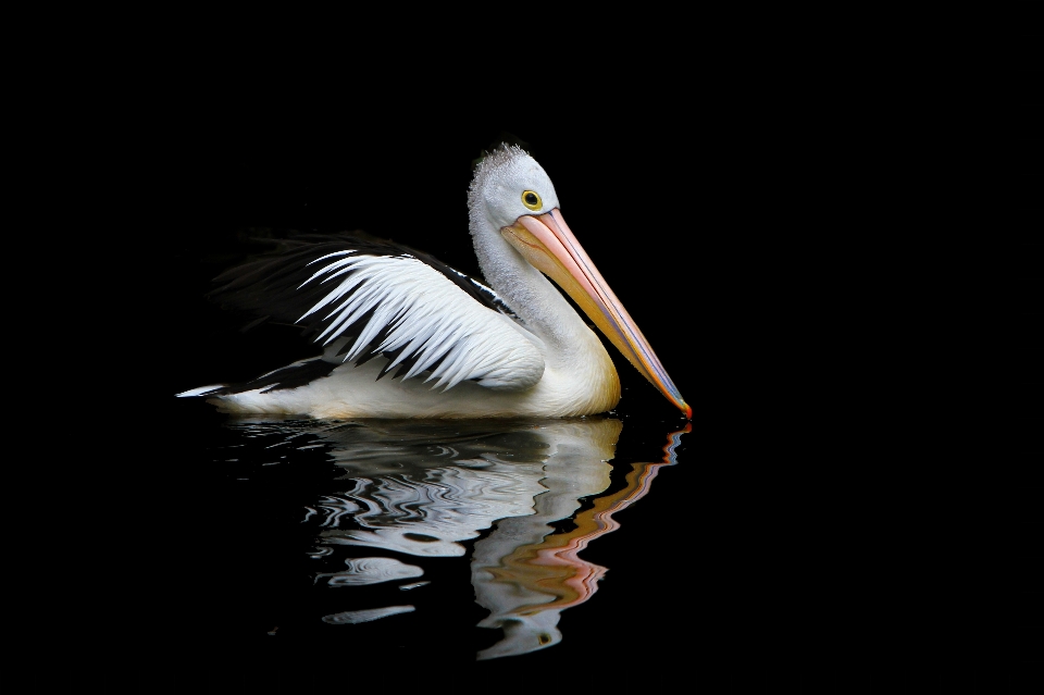 自然 鳥 羽 ペリカン