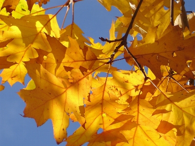 Tree branch plant sunlight Photo