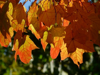 Tree nature branch plant Photo