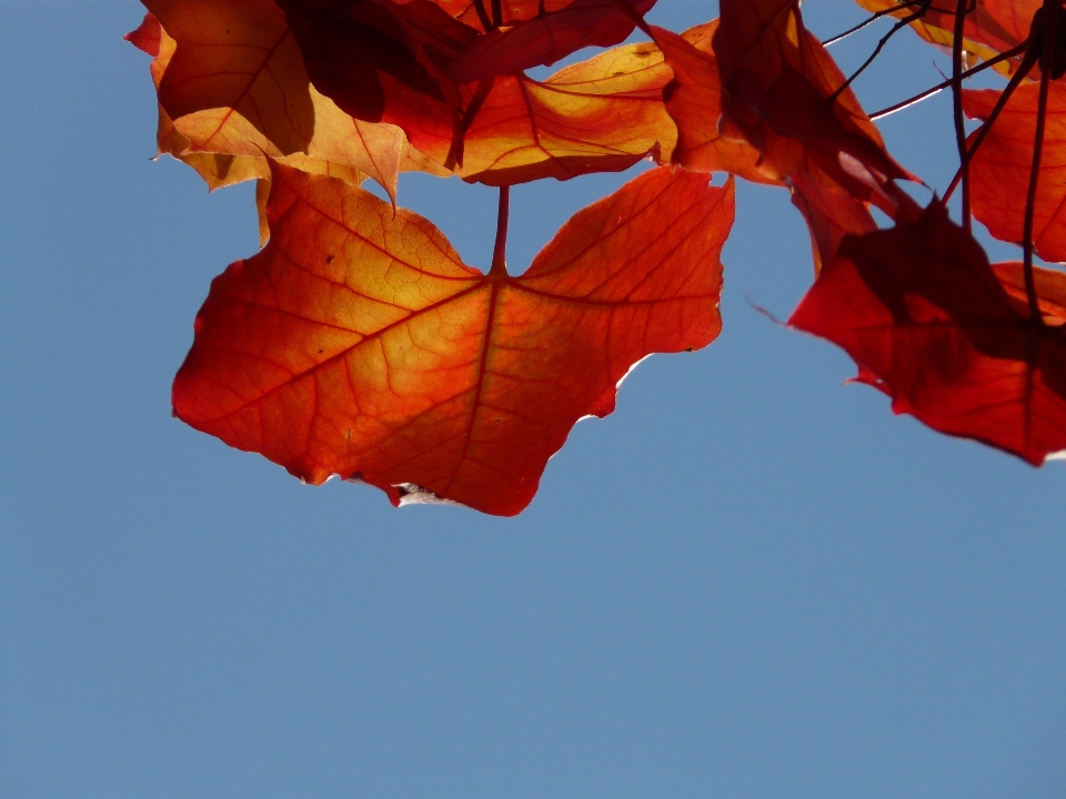 Tree nature plant sky