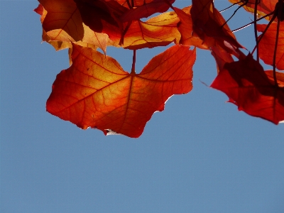 Tree nature plant sky Photo