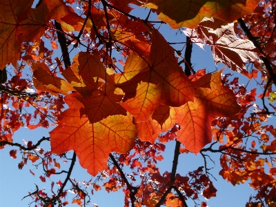 Tree nature branch plant Photo