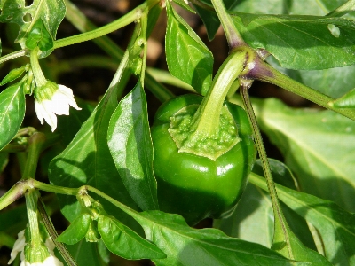 Plant flower bush food Photo