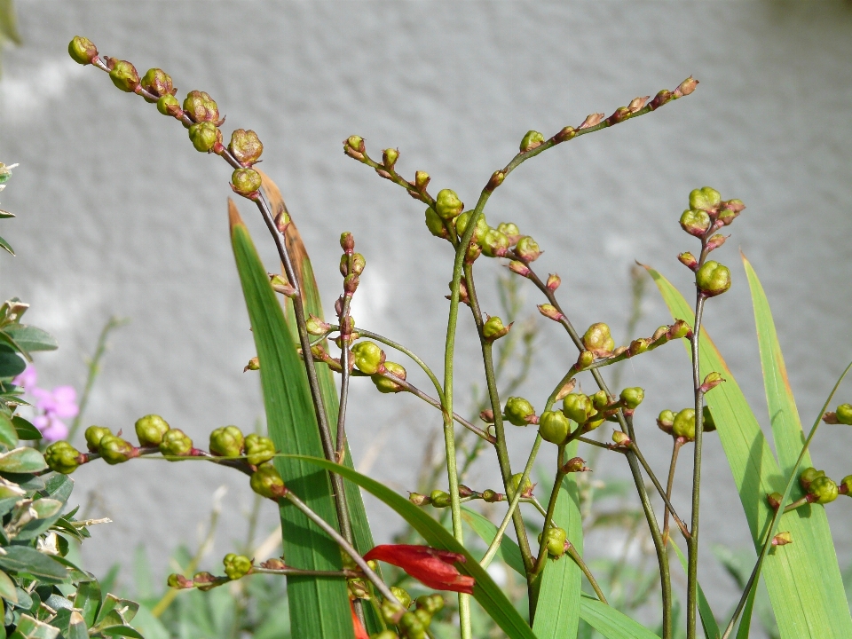 Cabang mekar tanaman daun