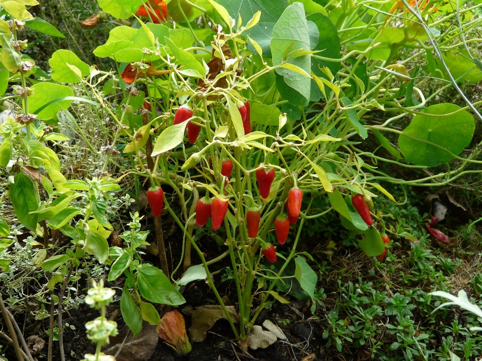 Sharp 植物 フルーツ 花