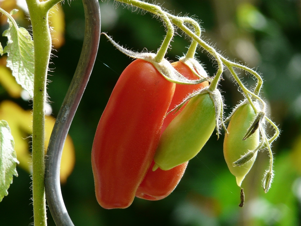 Natura ramo pianta frutta