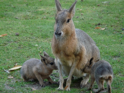 Wildlife mammal drink fauna Photo