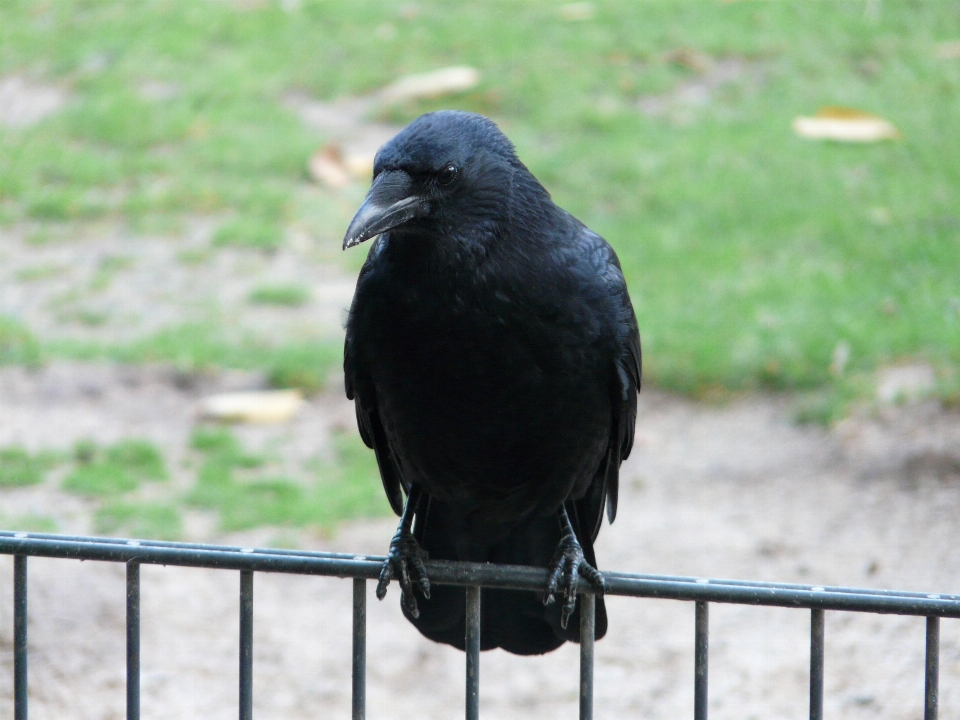 Uccello animali selvatici in attesa zoo