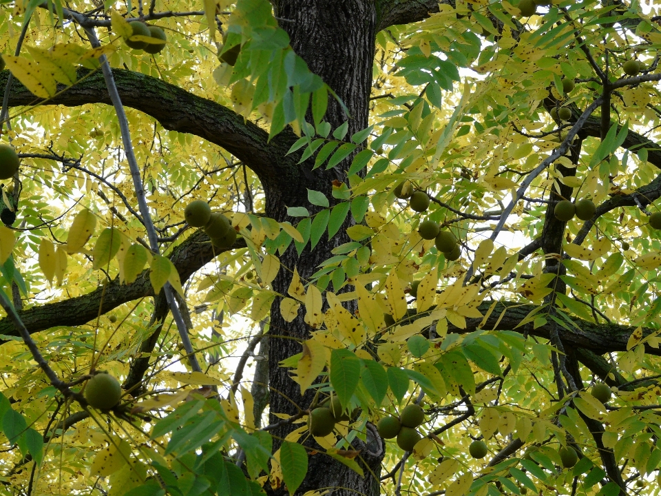 Arbre forêt bifurquer usine