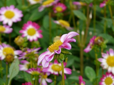 Blossom plant white meadow Photo