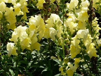 Blossom plant flower bloom Photo