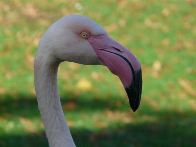 Photo Oiseau aile voir faune