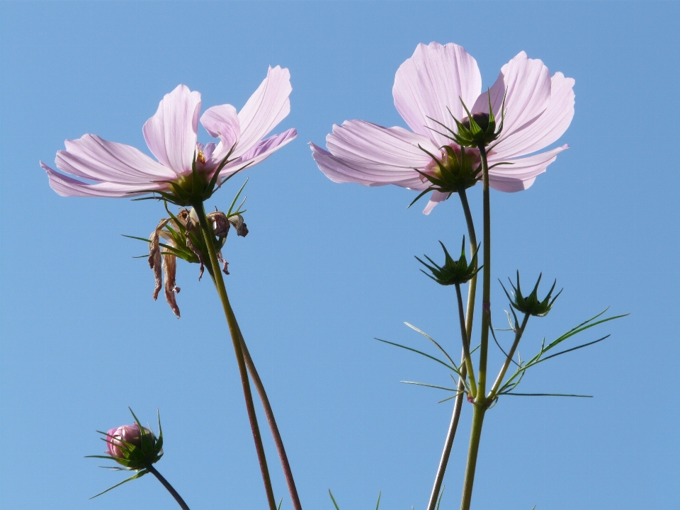 Blossom light plant field