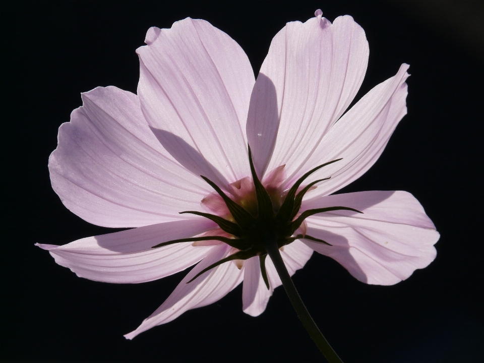 Blossom light plant photography