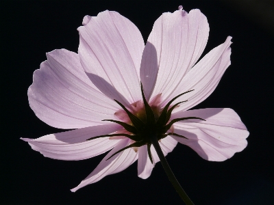 Blossom light plant photography Photo