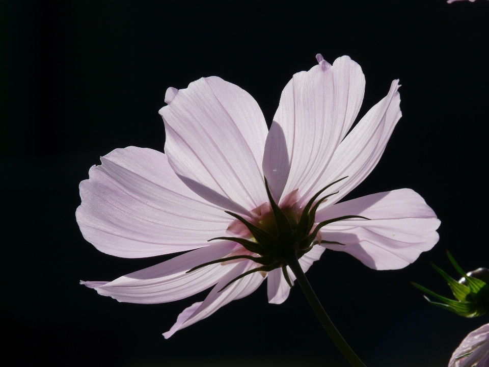 Blossom light plant photography