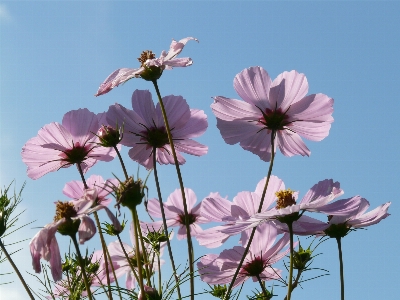 Nature blossom light plant Photo