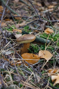 Nature forest grass leaf Photo