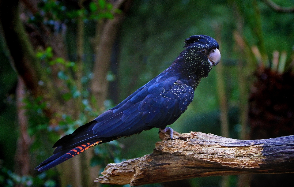 Alam cabang burung sayap