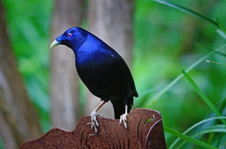 Nature bird alone dark Photo