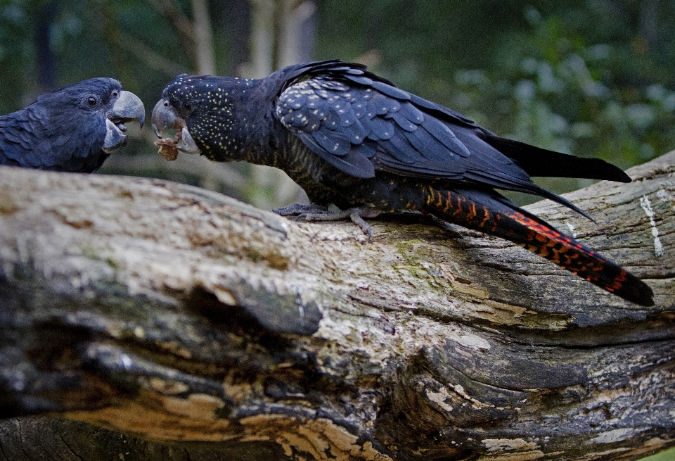 Natur vogel flügel fliege