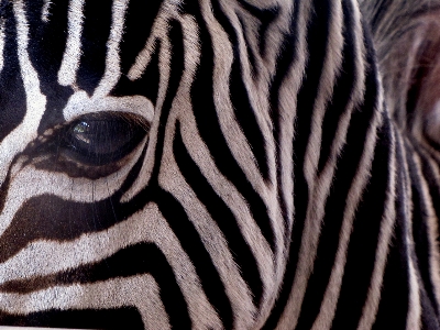 Foto Bianco e nero
 animale animali selvatici cavallo