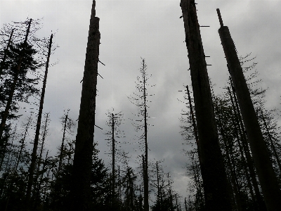 Tree forest mountain snow Photo