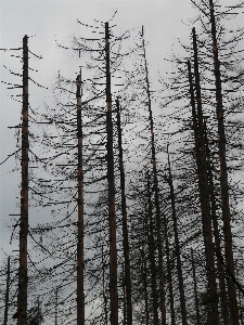 Tree forest branch snow Photo