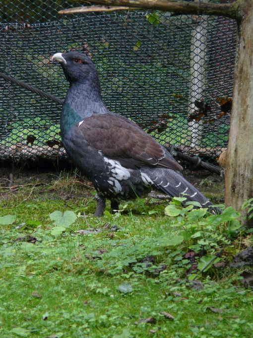 Bosque pájaro prado
 fauna silvestre