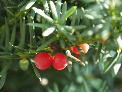 Tree branch plant fruit Photo