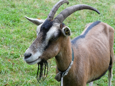 Foto Animais selvagens cabra buzina bicho de estimação