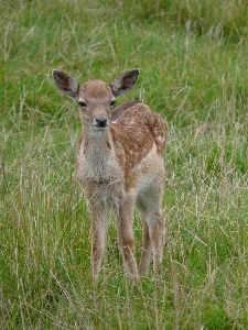 Grass meadow prairie animal Photo