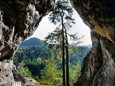 Foto Albero natura rock selvaggia
