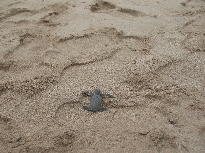 Beach sand rock footprint Photo