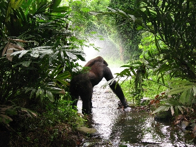 Tree forest wilderness mist Photo