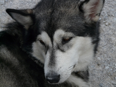 Dog animal fur portrait Photo