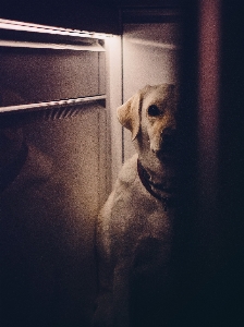 白 子犬 犬 動物 写真