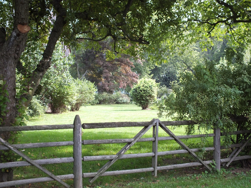 Landschaft baum gras zaun