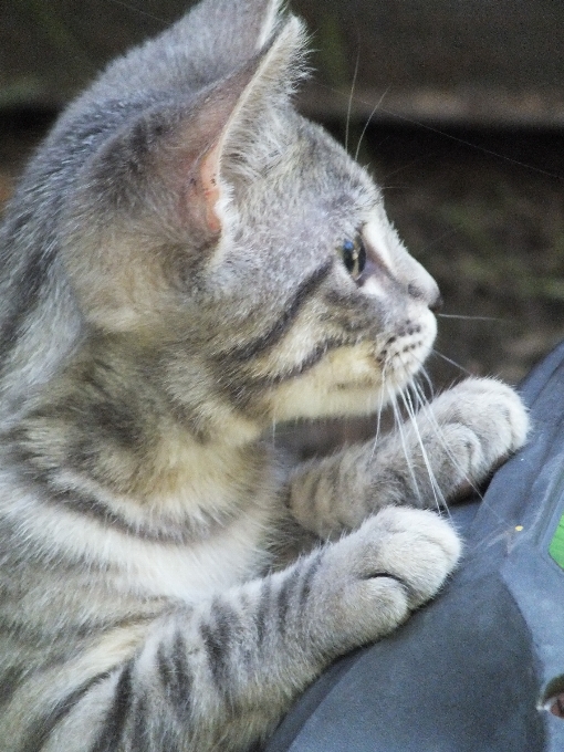 Natureza bonitinho gatinho gato