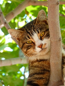 Foto Pohon manis satwa imut-imut