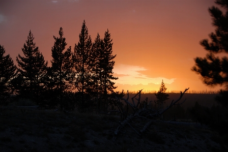 Landscape tree nature silhouette Photo