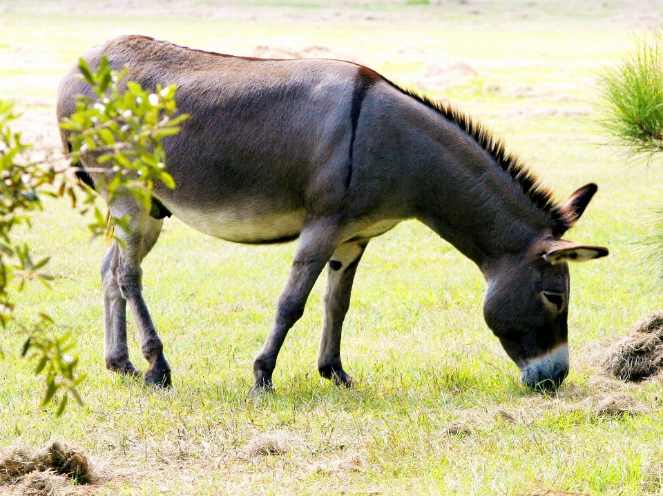 草 草原
 男 野生動物